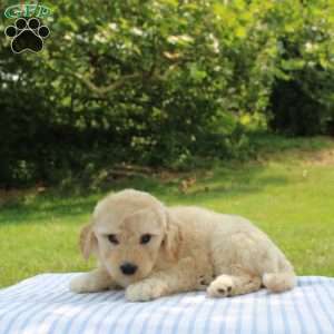 Clara, Mini Goldendoodle Puppy